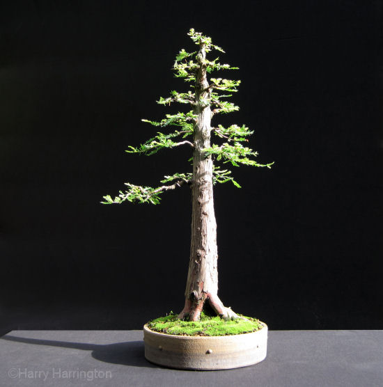 bonsai
